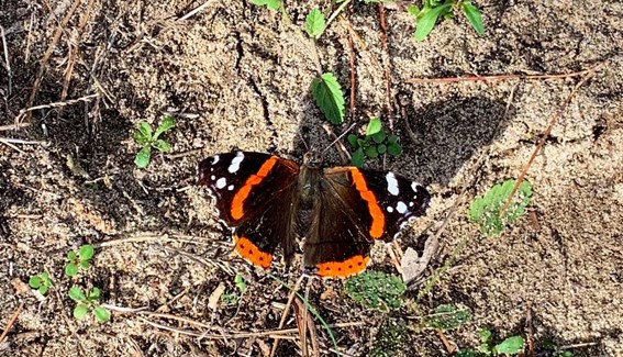 L'atalanta (Vanessa atalanta (Linnaeus, 1758)), nota anche come vulcano, è un lepidottero diurno appartenente alla famiglia Ninfalidi, diffuso nelle zone temperate. Photo by Priscila Villalobos Perna.